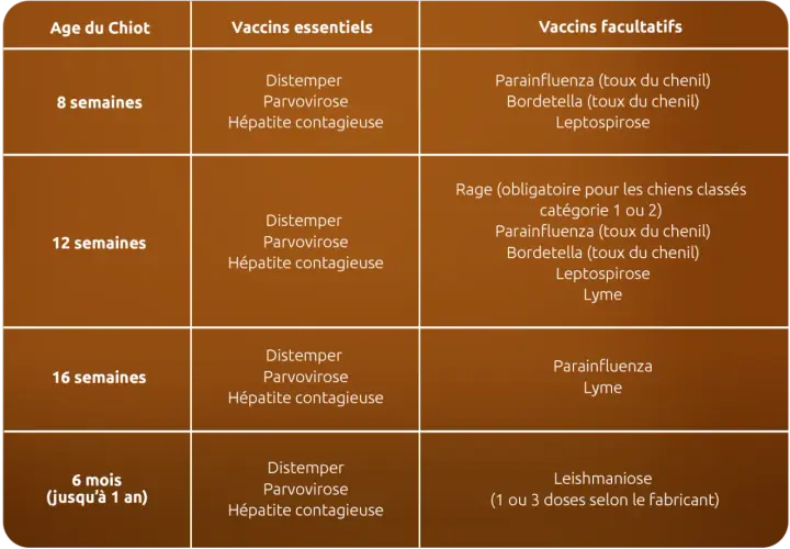 Tableau des vaccins pour chiots : essentiels et facultatifs, incluant la rage obligatoire pour certains chiens. Le vaccin chien obligatoire tous les ans est crucial.