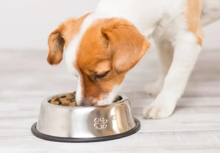 Un adorable chien qui mange avec appétit dans sa gamelle en inox décorée de empreintes de pattes.