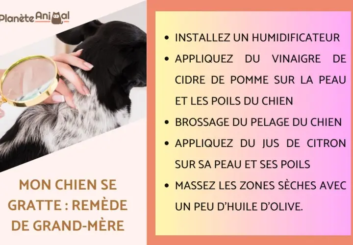Un chien se gratte, un problème de peau ? Remède naturel : vinaigre de cidre, citron, brossage et huile d'olive.