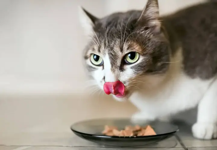 Un chat tigré et blanc lèche sa nourriture dans une assiette. Il savoure son aliment sans iode, un repas spécialement préparé pour lui.