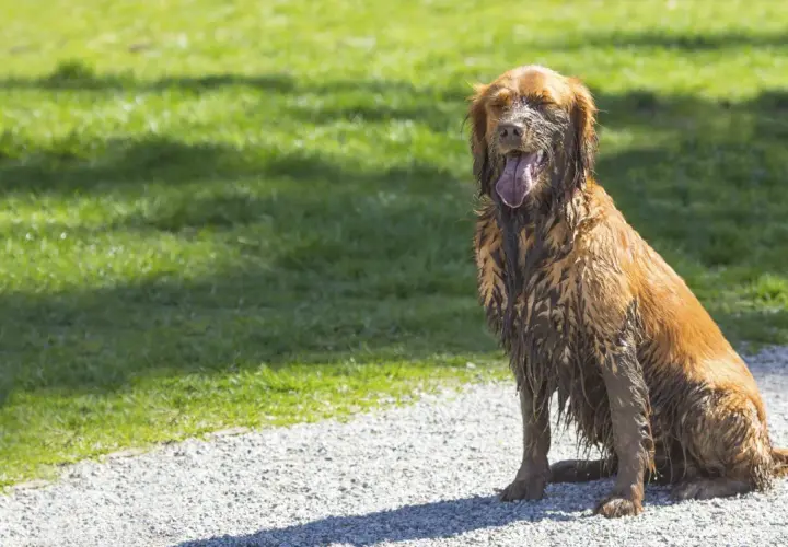 Un chien tout sale, couvert de boue, s'assoit sur un chemin de gravier. Il a l'air épuisé, mais pas comme s'il venait de faire ses besoins dans la maison.