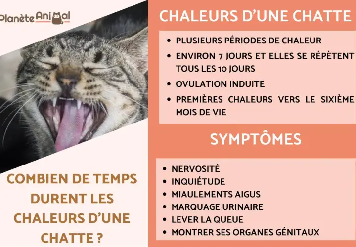 Chatte en chaleur : signes, durée et symptômes. Apprenez comment savoir si votre chatte est en chaleur grâce à cette infographie.