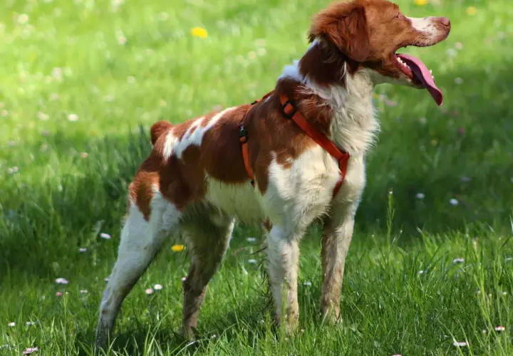 Épagneul breton en plein air, la langue pendante. Il est encore jeune, mais à quel âge un épagneul breton se calme-t-il vraiment ?