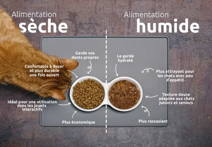 Un chat roux mange des croquettes. L'image compare alimentation sèche et humide, utile pour savoir combien de gramme de croquette pour un chat stérilisé.