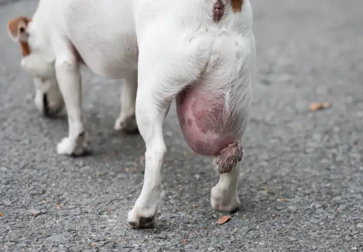 Gros plan sur la patte arrière d'un chien blanc avec une grosse boule rose sous le coussinet.