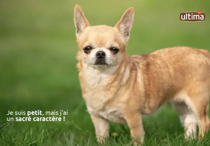 Ce petit chien adulte, un Chihuahua, se tient fièrement sur l'herbe. Il est petit, mais son regard intense suggère un sacré caractère !