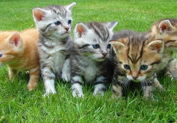 Cinq adorables chatons, aux pelages variés, gambadent dans l'herbe. Ils nous font penser à la question : jusqu'à quel âge un chat peut avoir des petits ?