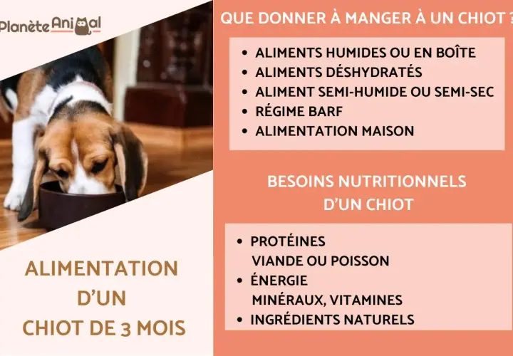 Un chiot de 3 mois mange dans sa gamelle. L'image présente des conseils sur l'alimentation d'un chiot, incluant les types d'aliments et les besoins nutritionnels.