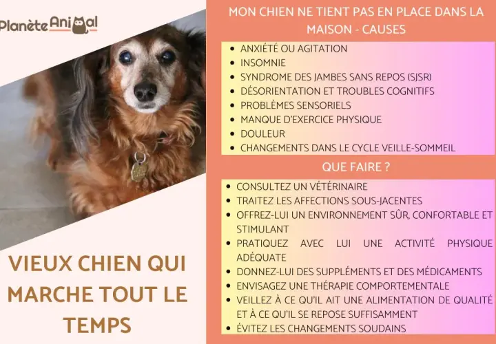 Un vieux chien au regard fatigué, sujet à une perte d'équilibre, peut manifester de l'anxiété ou de l'agitation.