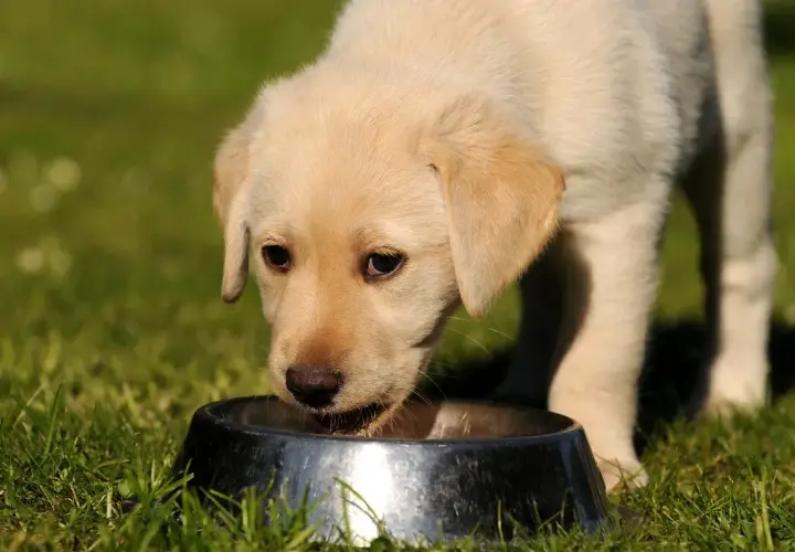 Un chiot labrador boit dans une gamelle. La question "le lait est il bon pour les chiens" est souvent posée.