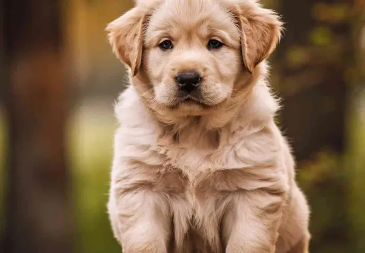 Adorable chiot Golden Retriever, un compagnon idéal : un chien qui n'aboie pas et ne perd pas ses poils, parfait pour la famille.