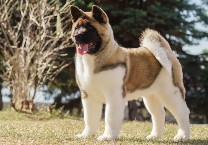 Un Akita Américain, fier et majestueux, montre son **akita américain caractère** dans un parc ensoleillé.