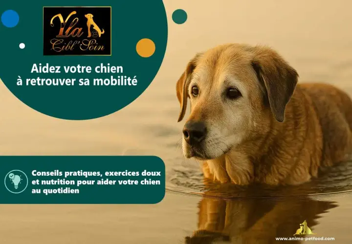 Un chien âgé dans l'eau, suggérant des solutions pour soulager l'arthrose du chien par massage et conseils.