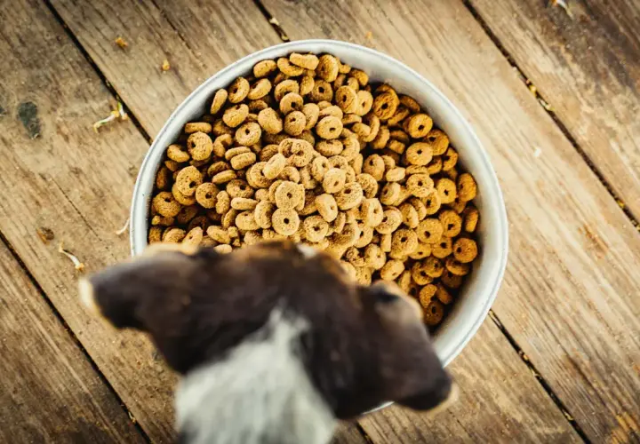Un chien regarde un bol rempli de croquettes. La question est : peut-on donner des croquettes pour chat à un chien ?