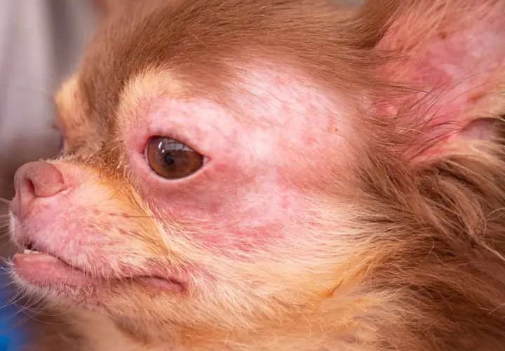 Visage de chien chihuahua avec rougeurs et irritations cutanées autour des yeux et du museau. Peut-on devenir allergique au chien du jour au lendemain ?