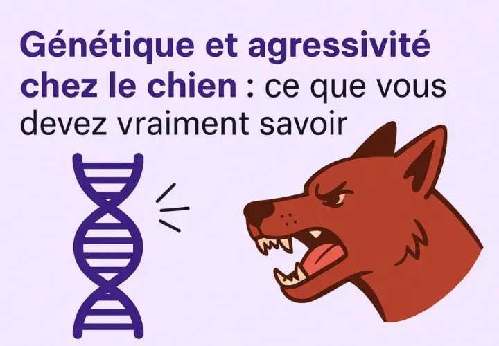 Génétique et agressivité chez le chien : une illustration montre une molécule d'ADN et un chien agressif, suggérant un lien entre les deux.