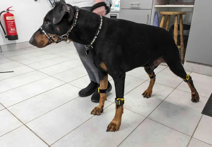 Doberman avec des orthèses aux pattes, peut-être pour aider à gérer le syndrome de wobbler.