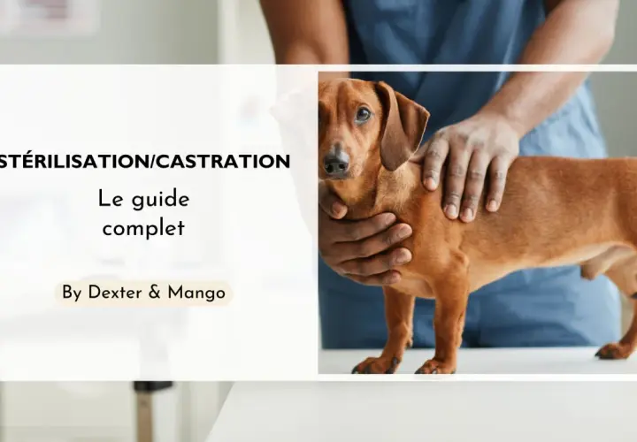 Un guide complet sur la stérilisation et la castration chimique du chien. Un vétérinaire examine un chien teckel.