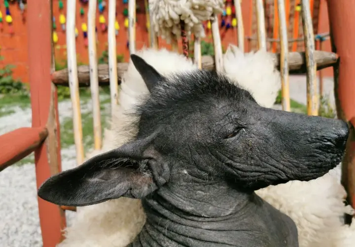 Ce chien moche, au poil rare et à la peau ridée, est assis sur une couverture en laine.