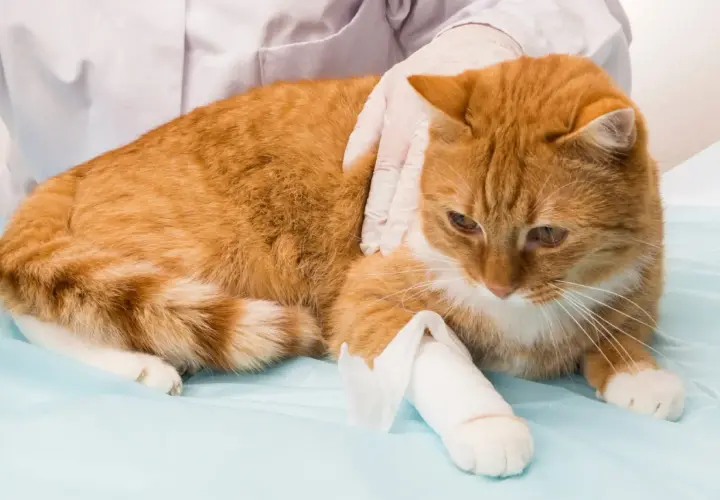 Un chat roux, blessé à la patte arrière, est examiné par un vétérinaire.