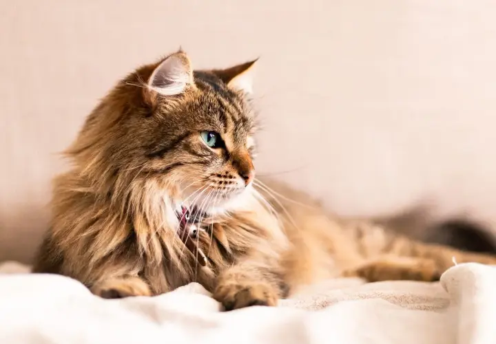 Magnifique chat roux aux yeux bleus, allongé sur un plaid. Pensez à la stérilisation pour son bien-être, le prix stérilisation chat est un investissement.