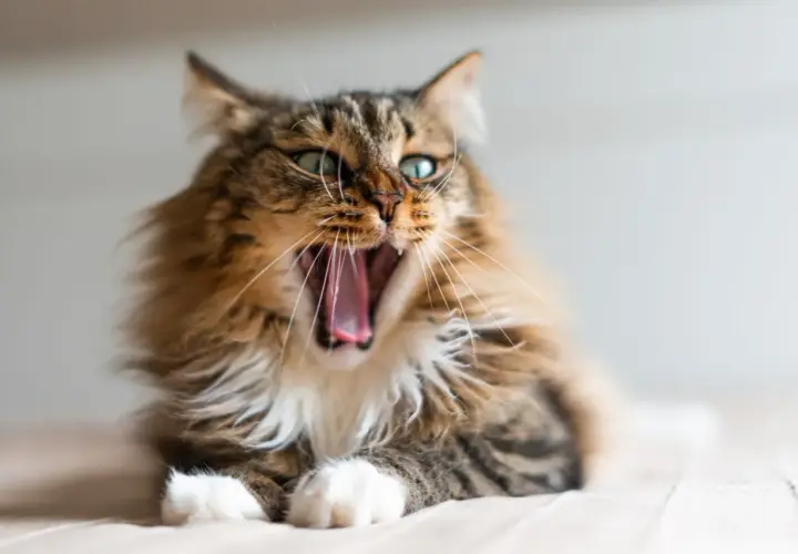 Un chaton de 5 mois bâille, révélant une bouche rose. On dirait qu'il a une mauvaise haleine !