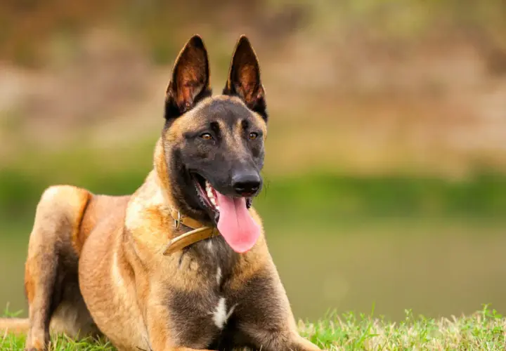Un chien berger montagne, un Malinois au poil fauve, est couché sur l'herbe, la langue pendante, prêt pour l'aventure.