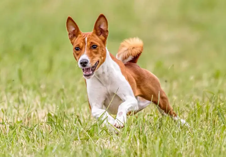 Un joyeux terrier du Congo court dans l'herbe verte, la langue sortie, les oreilles dressées.