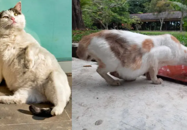 Un chat blanc et roux, visiblement un chat enceinte début, boit de l'eau. Un autre chat blanc est assis au soleil.