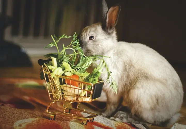 Un lapin nain savoure des légumes frais sortis d'un mini chariot. Une scène adorable illustrant l'alimentation du lapin nain.