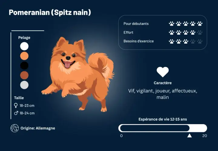 Un adorable spitz nain orange, vif et joueur, avec des informations sur son caractère, sa taille et son origine allemande.