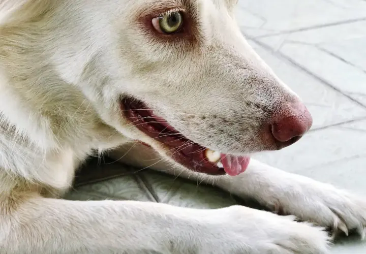 Mon chien fait des bruits avec sa gorge, un léger grognement. Son œil vert vif et sa truffe rose sont visibles.