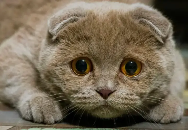 Gros plan sur un chat aux grands yeux, l'air anxieux. Son regard intense trahit un certain stress du chat, peut-être face à un bruit inattendu.