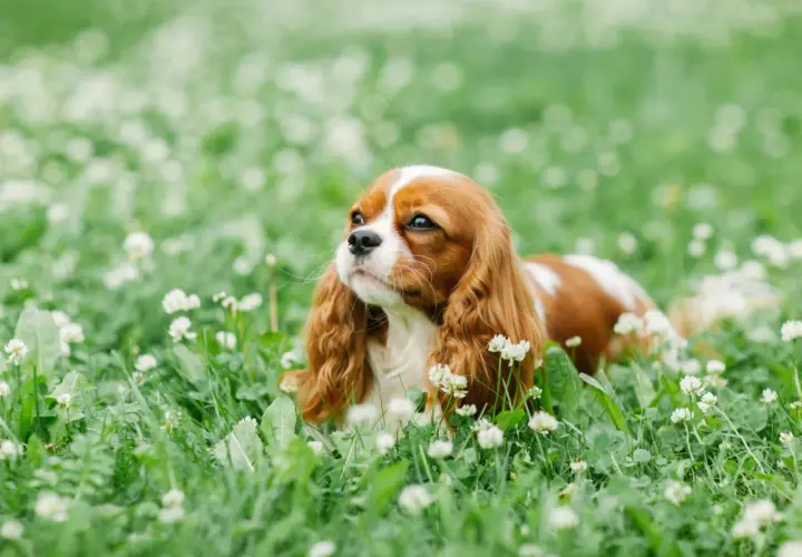 Un Cavalier King Charles, au pelage roux et blanc, se repose dans l'herbe fleurie. Un chien plein de vie, dont l'avis vétérinaire est toujours précieux.