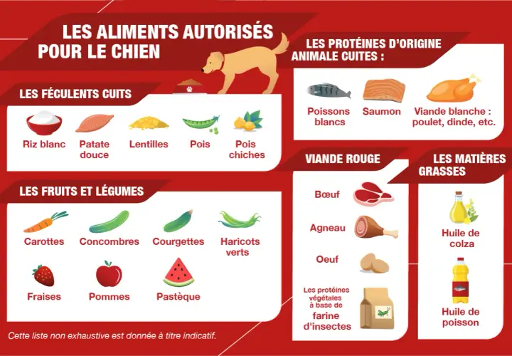 Guide des aliments autorisés pour chien : féculents, fruits, légumes, viandes, poissons, etc. Idéal pour une recette maison pour chien diabétique.