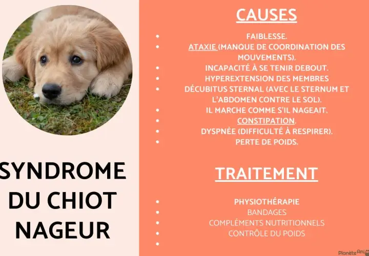 Un chiot golden retriever triste, sujet du syndrome du chiot nageur. Ma chienne ne reste pas avec ses chiots à cause de cette condition.