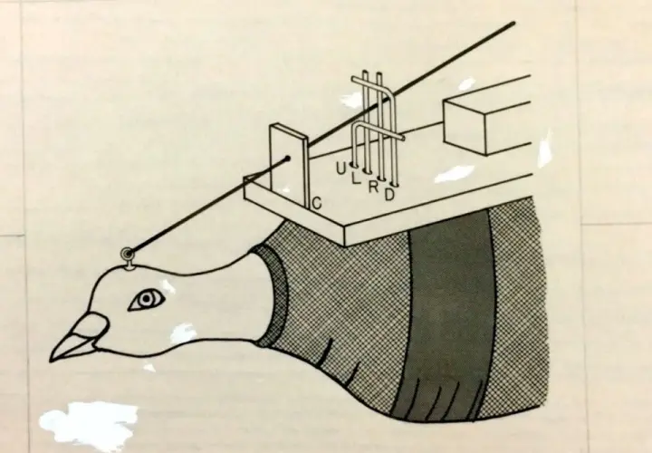Dessin anatomique d'un pigeon avec un appareil sur sa tête.