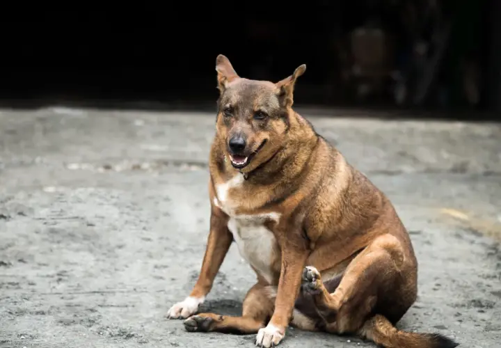 Chien brun assis sur le sol, se grattant la patte. Il a l'air en bonne santé, peut-être grâce à une alimentation adaptée pour chien stérilisé.