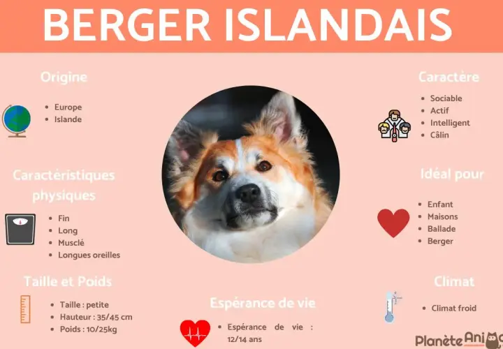 Berger Islandais : petite taille, 35-45 cm, 10-25 kg. Chien sociable, actif, idéal pour les familles et les bergers.