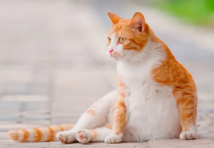 Chatte tigrée rousse et blanche, le ventre arrondi, la mamelle visible, assise sur des pavés.