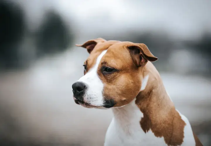 Un chien moyen poil court, au pelage brun et blanc, regarde attentivement sur le côté.