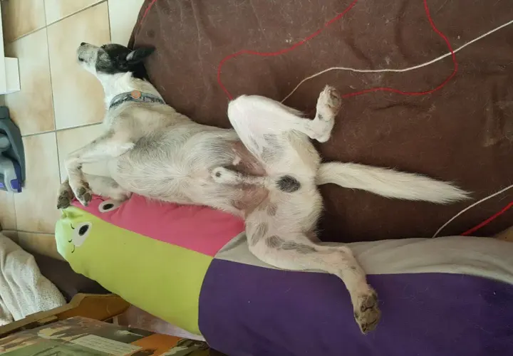 Chien couché sur le dos, pattes en l'air, sur un coussin coloré. L'image montre l'effet castration chien.