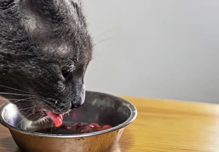Un chat gris mange dans une gamelle. Il est important de savoir que donner à manger à un chat malade du foie pour l'aider à se rétablir.