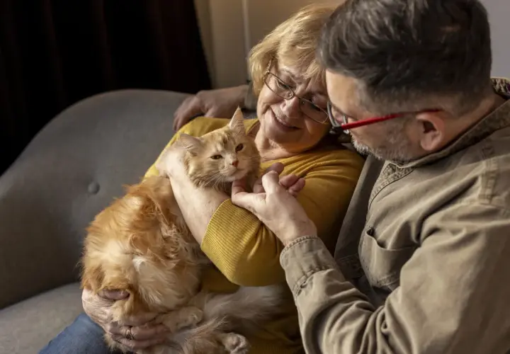 Un couple câline un chat roux. La femme pense à comment faire grossir un chat âgé, lui offrant tendrement son attention.