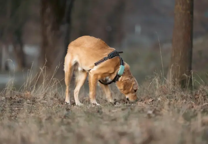 Chien mâle, au pelage doré, explore le sol avec son museau, peut-être en cette période de chaleur. Il porte un harnais avec un collier bleu.