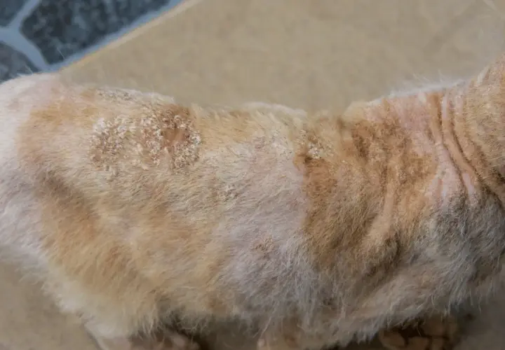 Chat roux avec des plaques sans poils et squameuses, signe de teigne. Un traitement par comprimé est nécessaire pour sa guérison.