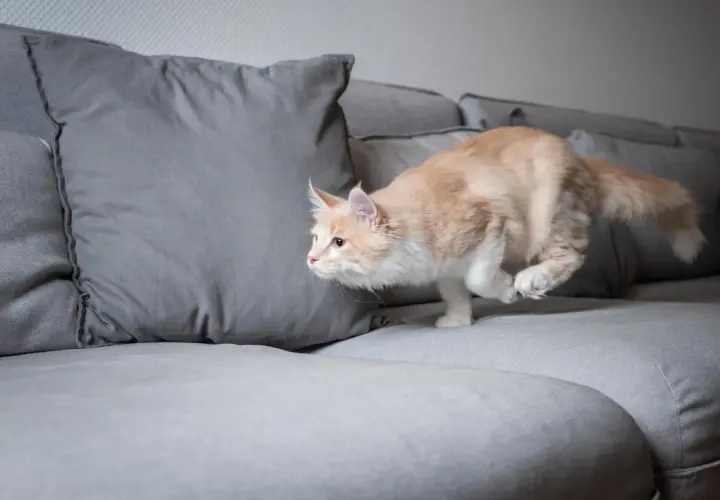 Un chat roux et blanc, en plein quart d'heure de folie, bondit sur un canapé gris.