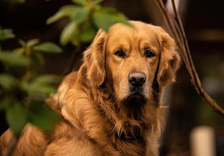 Un beau golden retriever, au pelage doré, semble attendre patiemment son alimentation.