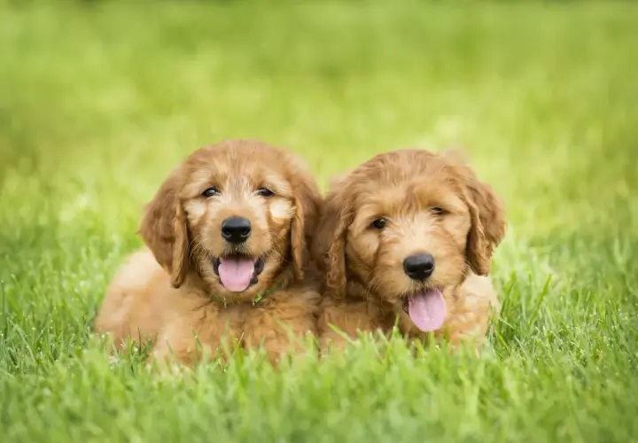 Deux adorables chiots mini doodle chien, aux poils dorés et aux langues roses, se prélassent dans l'herbe verte.