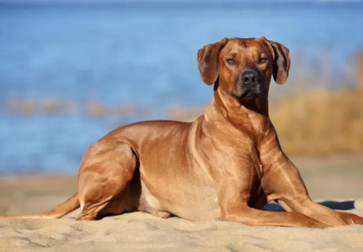 Un Rhodesian Ridgeback se repose sur le sable, le regard tourné vers l'horizon bleu. Il semble profiter du soleil, peut-être en Crète.